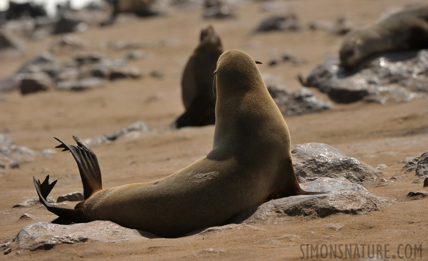 Arctocephalus pusillus pusillus [400 mm, 1/500 sec at f / 8.0, ISO 200]